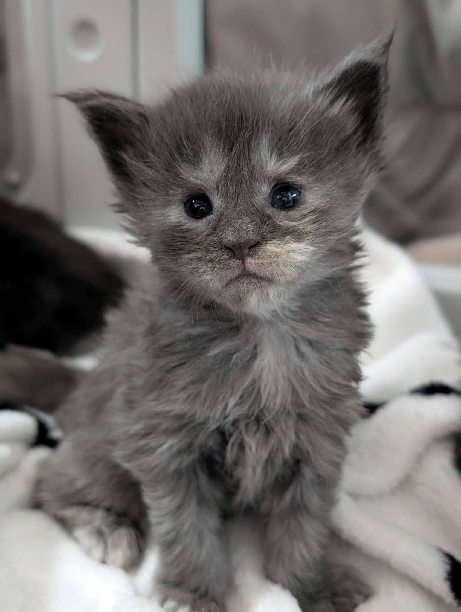 Luna
