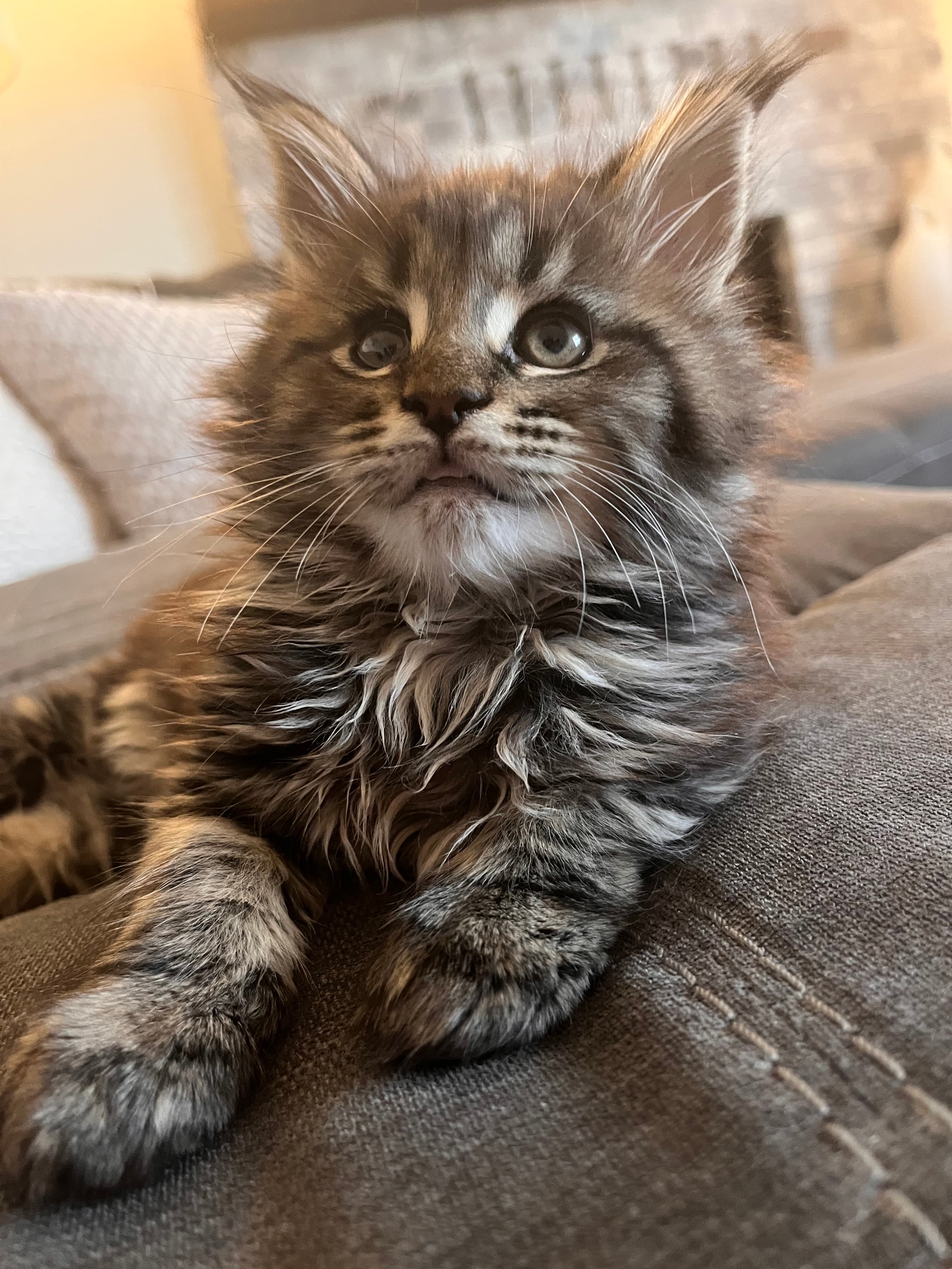 Willow ( Jade )