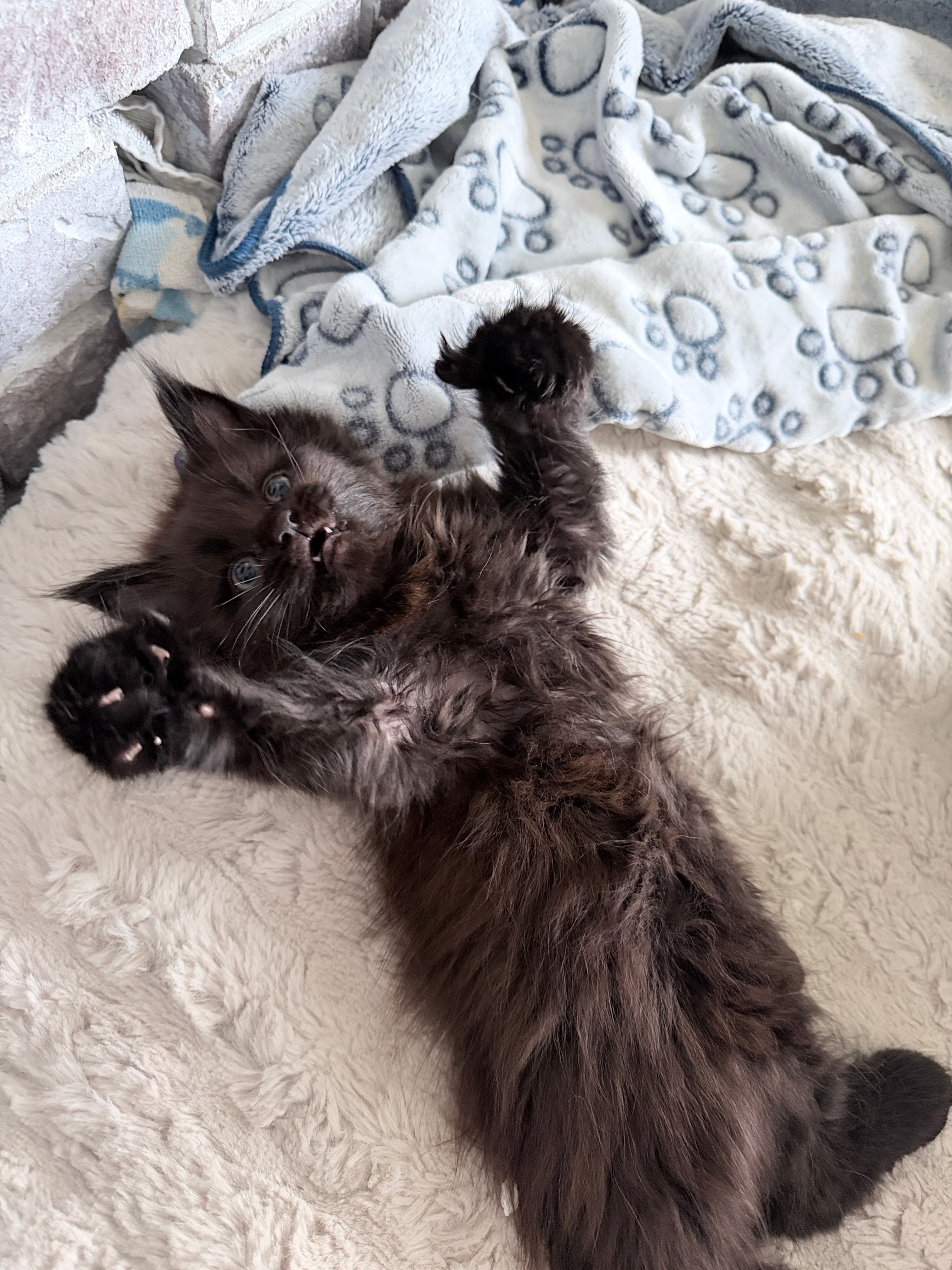Ollie ( Jet )